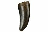 Serrated Tyrannosaur Tooth - Judith River Formation #184599-1